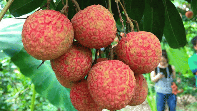 Mỗi ngày trẻ em và người lớn được ăn tối đa bao nhiêu quả vải để tránh hạ đường huyết cấp tính