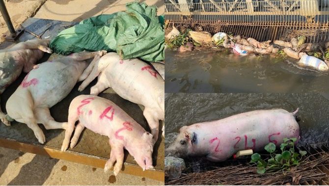 Chấn động xác heo nằm la liệt dưới kênh dẫn nước ở Bình Dương, cơ quan chức năng hé lộ thông tin sốc