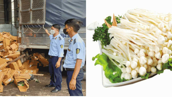 Hà Nội: Tiêu hủy hơn 2,5 tấn nấm kim châm quá hạn sử dụng, phạt công ty vi phạm 70 triệu đồng