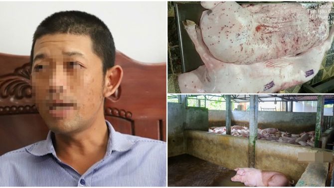 Cơ quan cảnh sát thông tin nóng vụ C.P Việt Nam bị tố bán heo bệnh: Không khởi tố vụ án vì không có dấu hiệu phạm tội