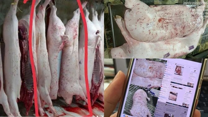 Thông tin nóng về cán bộ đóng dấu ‘được lưu thông’ lên heo bệnh của C.P, đã có án phạt chính thức