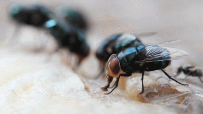 Chính phủ Mỹ dự kiến thả hàng tỷ con ruồi từ máy bay, chuyện gì đã xảy ra?