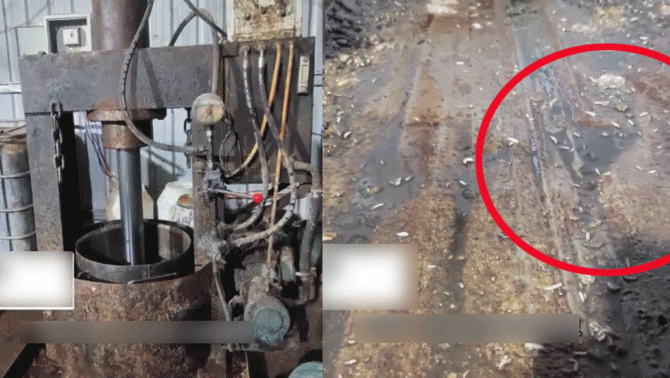 Người dân sốc khi phát hiện nhà máy ép dầu có bể chứa đầy giòi, chuột, gián: 'Tôi nôn ngay tại chỗ'