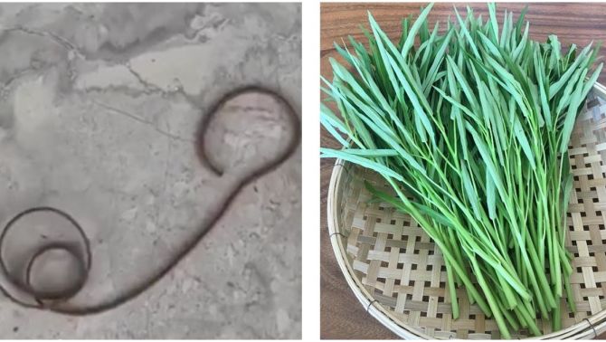 Sốc: Người dân phát hiện sinh vật lạ chưa từng thấy ngoe nguẩy trong rau muống, lãnh đạo Chi cục thủy sản thông tin nóng