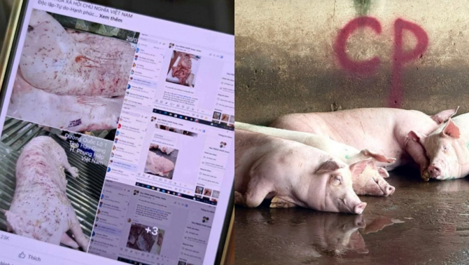 Bộ Công an làm rõ động cơ phát tán hình ảnh tố C.P. bán heo bệnh, không khởi tố vụ án hình sự
