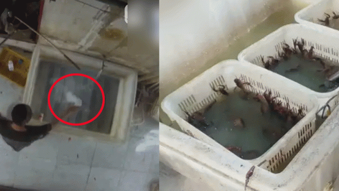 Sốc trước cảnh nhà hàng sử dụng axit oxalic để rửa tôm hùm và nhiều ngày liên tục không thay nước