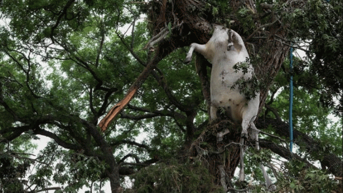 Hé lộ nguyên nhân thực sự gây nên lũ quét thảm khốc ở Texs khiến ít nhất 120 người tử vong, hơn 170 người mất tích