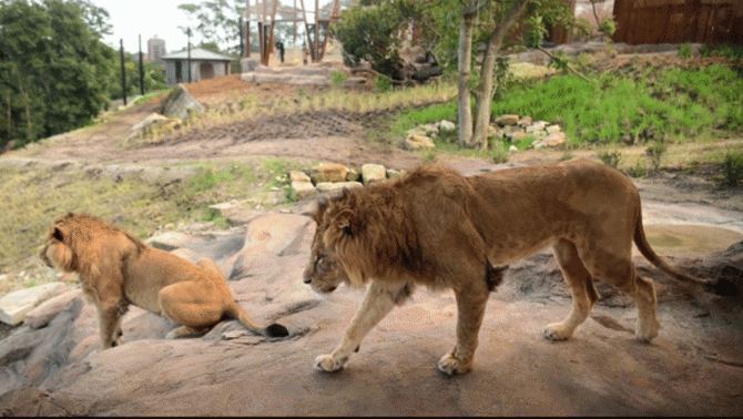 Kinh hoàng vụ người phụ nữ tham quan vườn thú nổi tiếng bị sư tử tấn công, phải cắt cụt một cánh tay