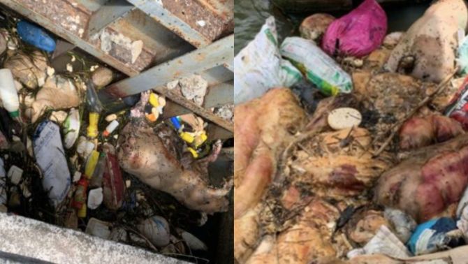 Hàng loạt xác heo trôi nổi dưới kênh tưới Văn Phong, bốc mùi hôi thối nồng nặc, cơ quan chức năng lên tiếng