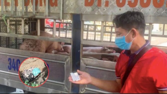 Cảnh báo: Dịch tả lợn châu Phi tiếp tục lan nhanh ở miền Bắc, hàng chục nghìn con bị tiêu hủy