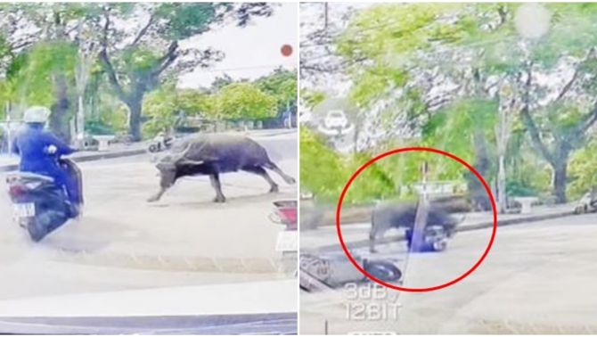 Đứng tim clip cô gái điều khiển xe máy bị 'trâu điên' lao đến húc, chạy vẫn không thể thoát