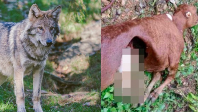 Vụ chó sói hoang cắn chết trâu, bò: Cảnh báo người dân không săn bắt động vật hoang dã trái phép