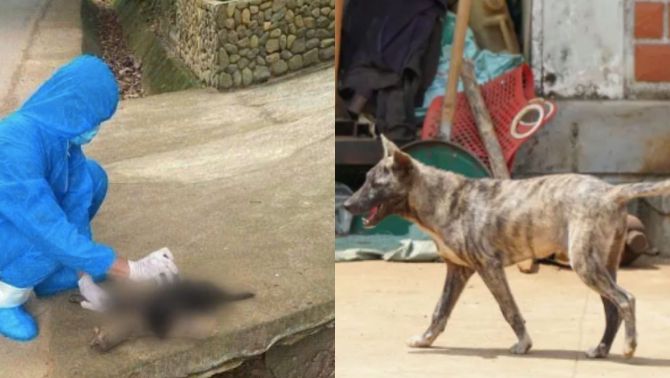 Kinh hãi chó dại cắn 5 người ở Đà Nẵng: 3 trẻ em bị thương, người dân địa phương hoang mang