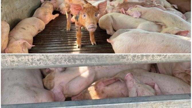 Phát hiện 97 con heo nhiễm vi-rút dịch tả châu Phi, sùi bọt mép: Hé lộ địa điểm 'suýt' được tiêu thụ