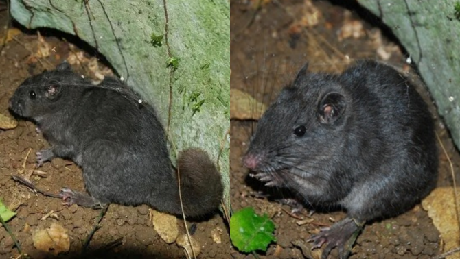 Giới khoa học chấn động khi loài động vật tưởng tuyệt chủng 11 triệu năm bỗng xuất hiện ở Quảng Trị