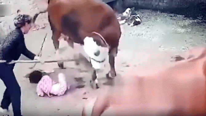 Bà cụ không màng nguy hiểm lao vào ôm chặt cháu gái và liên tục chịu những cú húc mạnh từ ‘bò điên’ 