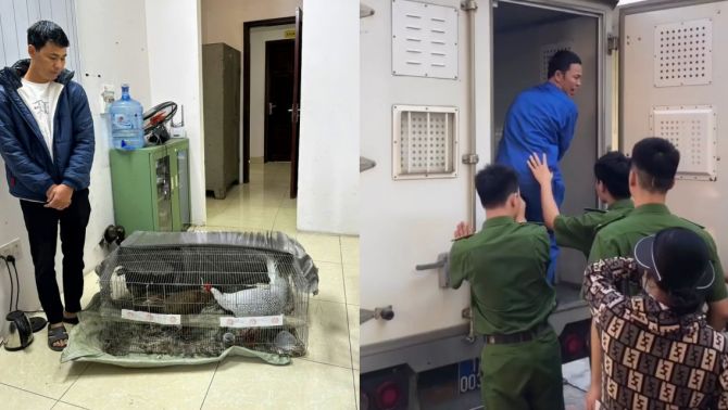 Quy định mới về gà lôi trắng thuộc danh mục nguy cấp: Bản án 6 năm tù vì nhân giống có quá cao?