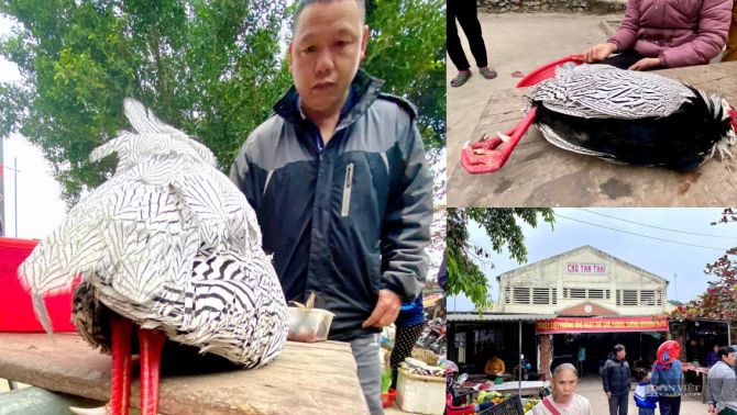 Gà lôi trắng quý hiếm từng bày bán công khai ở Nghệ An: Sự thật hé lộ từ phiên chợ vùng cao