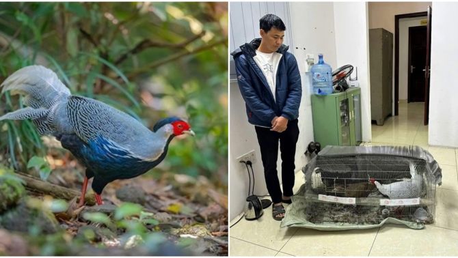 Lĩnh án 6 năm tù vì nuôi 13 con gà lôi trắng: ‘Vi phạm 1 con cũng bị truy tố’, cái giá đắt của sự thiếu hiểu biết