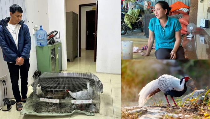 6 năm tù vì nuôi gà lôi trắng: Chính quyền lên tiếng, tình tiết khiến cả xóm Nghệ An xin giảm án