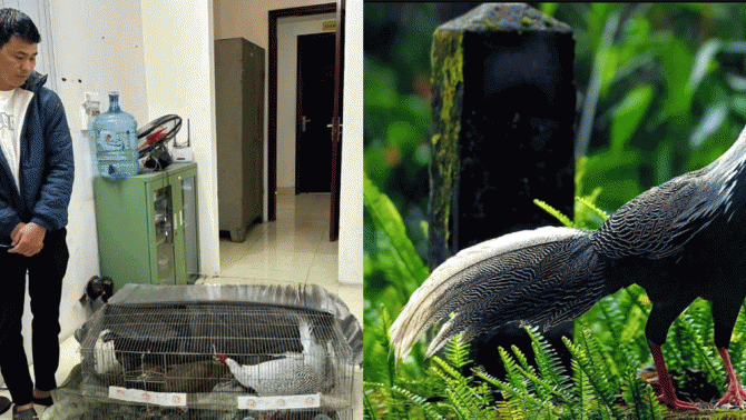 Hé lộ thông tin nóng về người đàn ông mua 10 con gà lôi trắng của anh Thái Khắc Thành