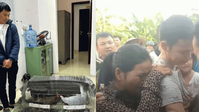 Luật sư chỉ ra tình tiết giảm nhẹ trong vụ anh Thái Khắc Thành nuôi 13 con gà lôi bị tuyên 6 năm tù