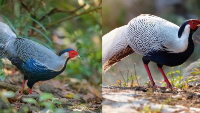 Không chỉ gà lôi trắng, lộ diện danh mục gà, vịt quý hiếm nếu nuôi trái phép có thể bị xử lý hình sự