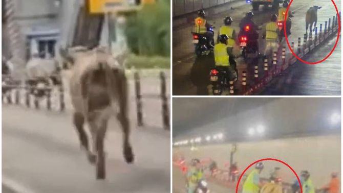  Hy hữu: Bò 'náo loạn' hầm Thủ Thiêm TP.HCM khiến giao thông trong khu vực ùn tắc nghiêm trọng