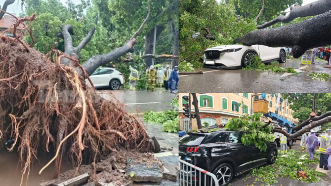 Tài xế ô tô bị cây xà cừ đổ đè trùng bàng hoàng kể lại giây phút sinh tử, may mắn được người dân cứu sống