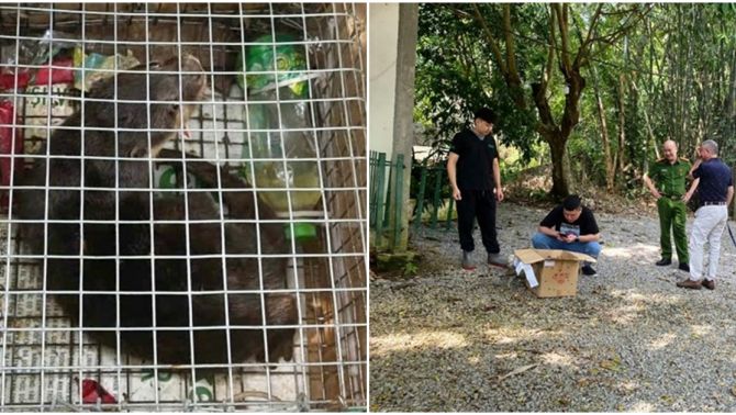 Người phụ nữ ở Quảng Ngãi bị khởi tố vì 1 con rái cá