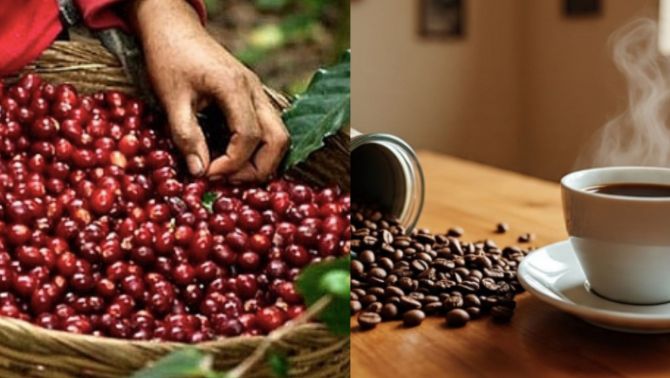 Giá cà phê hôm nay 18/9: Chỉ sau 1 đêm, thị trường cà phê bước vào giai đoạn ‘căng như dây đàn’