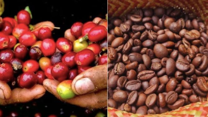 Giá cà phê hôm nay 19/9: Trong nước 'rực rỡ', giá cà phê thế giới tiếp tục phá đỉnh kỷ lục 