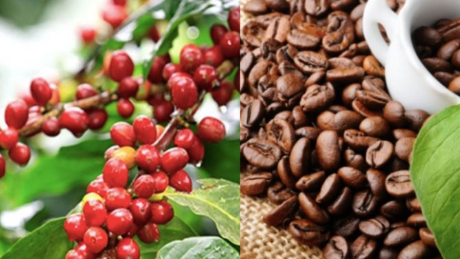 Giá cà phê hôm nay 20/9: Giá cà phê Tây Nguyên vẫn 'nóng bỏng tay', thế giới đột ngột có diễn biến lạ