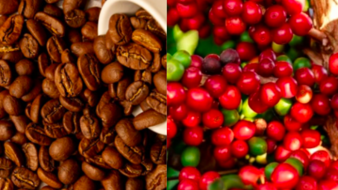 Giá cà phê hôm nay 22/9: Thị trường nội địa vẫn 'nóng rực', giá thế giới tạm chững lại