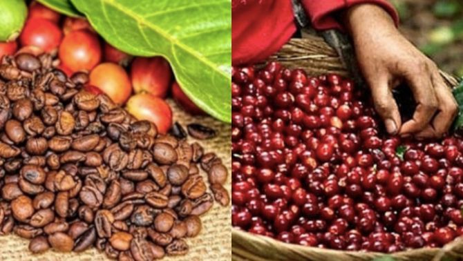 Giá cà phê hôm nay 23/9: Tăng vọt trở lại, giá cà phê Tây Nguyên sôi động sau cơn 'sập giá' cuối tuần