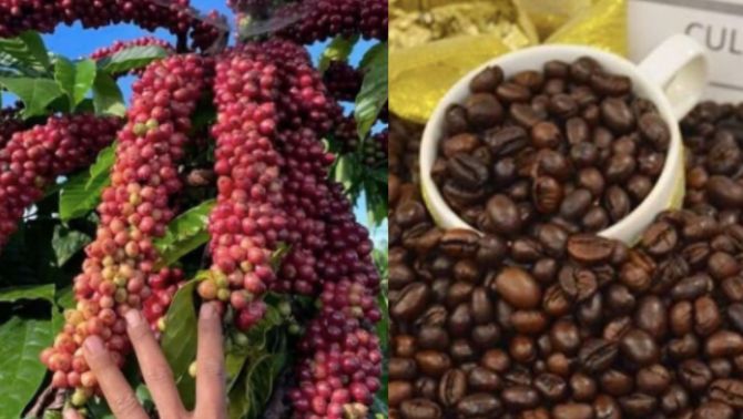 Giá cà phê hôm nay 24/9: Sau chuỗi tăng nóng, giá cà phê chìm trong sắc đỏ, người trồng lại 'đứng ngồi không yên'
