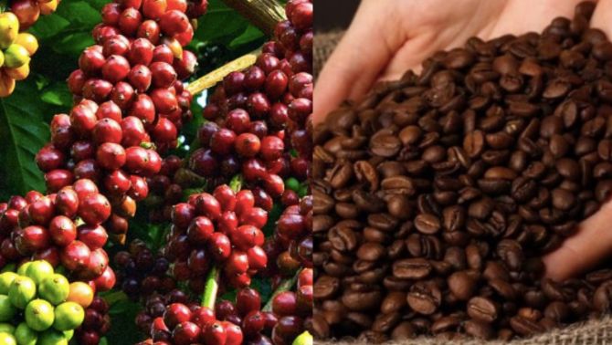 Giá cà phê hôm nay 27/9: Xuất hiện diễn biến bất ngờ về giá cà phê trong nước