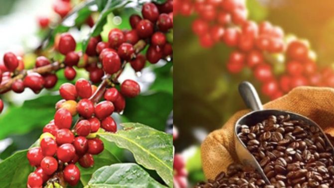 Giá cà phê hôm nay 29/9: Lại tăng dựng đứng, cà phê Tây Nguyên lập đỉnh mới, chạm đến ngưỡng khó tin 
