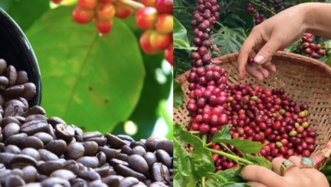 Giá cà phê hôm nay 30/9: Giảm tốc nhẹ sau chuỗi ngày tăng nóng, thị trường chuẩn bị bùng nổ giá vào tháng 10?