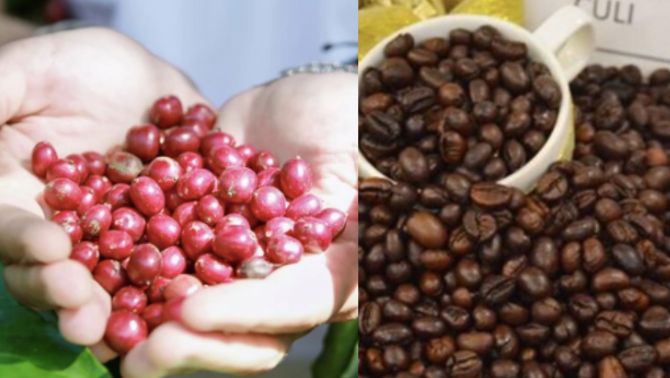 Giá cà phê hôm nay 2/10: Tăng ấn tượng, nông dân phấn khởi khi giá cà phê Tây Nguyên cao vượt trội