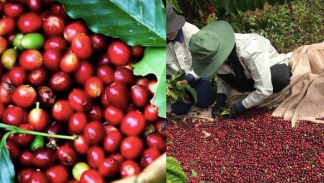 Giá cà phê hôm nay 3/10: Thả dốc sau chuỗi tăng 'khủng', nông dân thấp thỏm lo âu