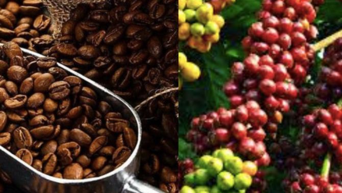 Giá cà phê hôm nay 4/10: Phục hồi cực mạnh, người dân đón tin vui khi giá nội địa bật tăng trở lại