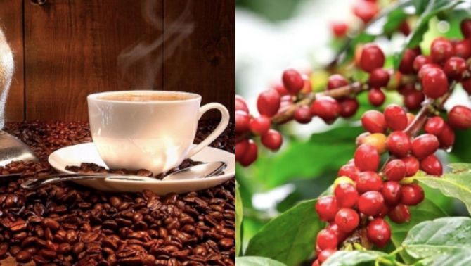 Giá cà phê hôm nay 6/10: Diễn biến kỳ lạ, giá cà phê Tây Nguyên đi ngang dù thế giới giữ đà tăng