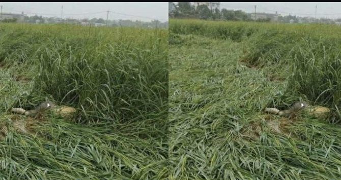 Cao Bằng: Người dân địa phương sợ hãi khi phát hiện thi thể nam giới 'ở nơi khác' trong ruộng lúa