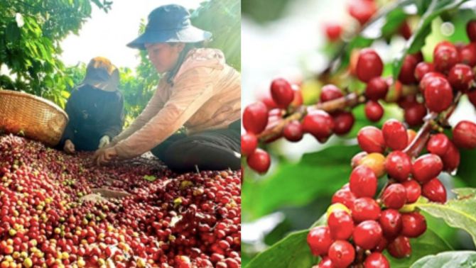Giá cà phê hôm nay 7/10: Thị trường cà phê quay đầu giảm mạnh, chuỗi tăng nóng tạm hạ nhiệt