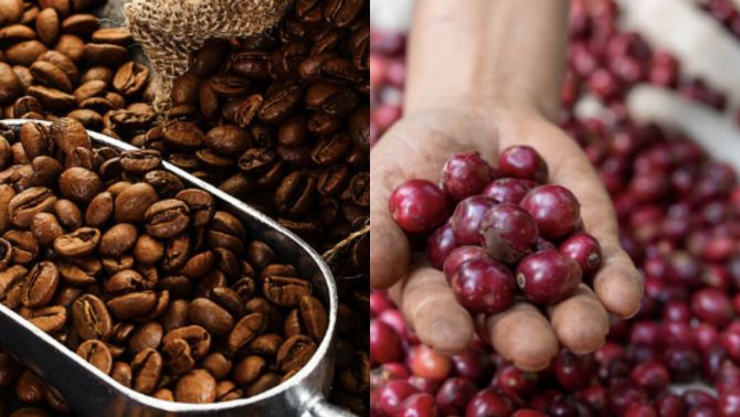 Giá cà phê hôm nay 8/10: Giá lao dốc ngoài dự đoán, thị trường nội địa và quốc tế cùng 'đỏ lửa'