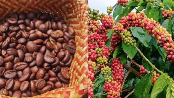 Giá cà phê hôm nay 9/10: Từ đỏ sàn chuyển xanh, Robusta và Arabica cùng 'hồi sinh' ngoạn mục