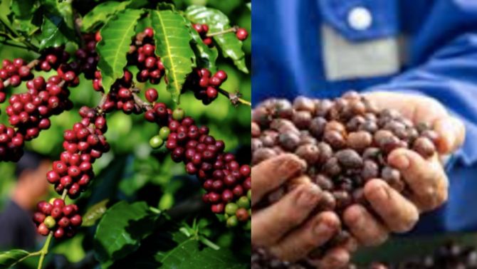 Giá cà phê hôm nay 10/10: Sau chuỗi ngày tăng nóng, giá tuột khỏi đỉnh, chuyện gì đang xảy ra?