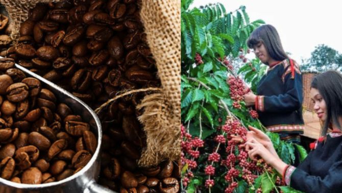 Giá cà phê hôm nay 11/10: Kết thúc tuần giao dịch đầy bất ngờ, giá cà phê trong nước bao nhiêu tiền/kg?