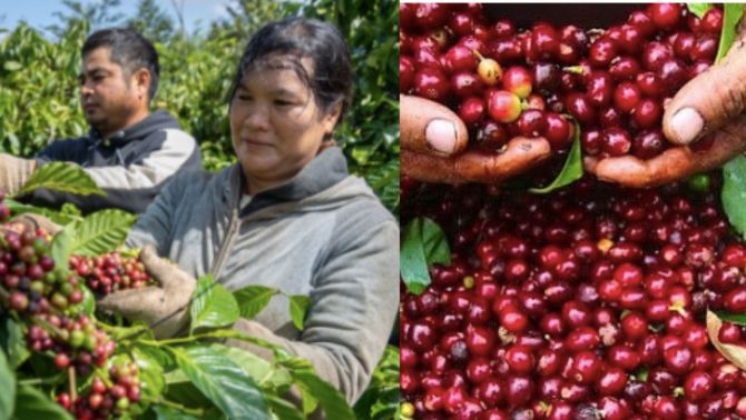 Giá cà phê hôm nay 12/10: Thị trường 'chao đảo', giá cà phê bất ngờ đổi chiều so với đầu tuần